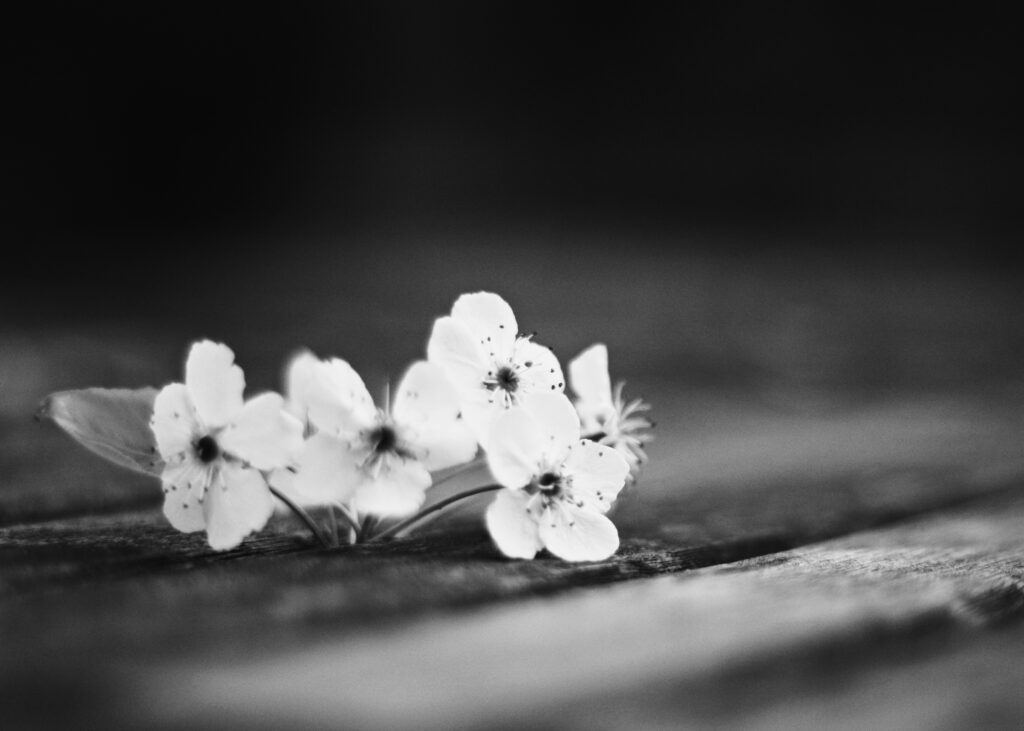 005 {Small} Blossoms